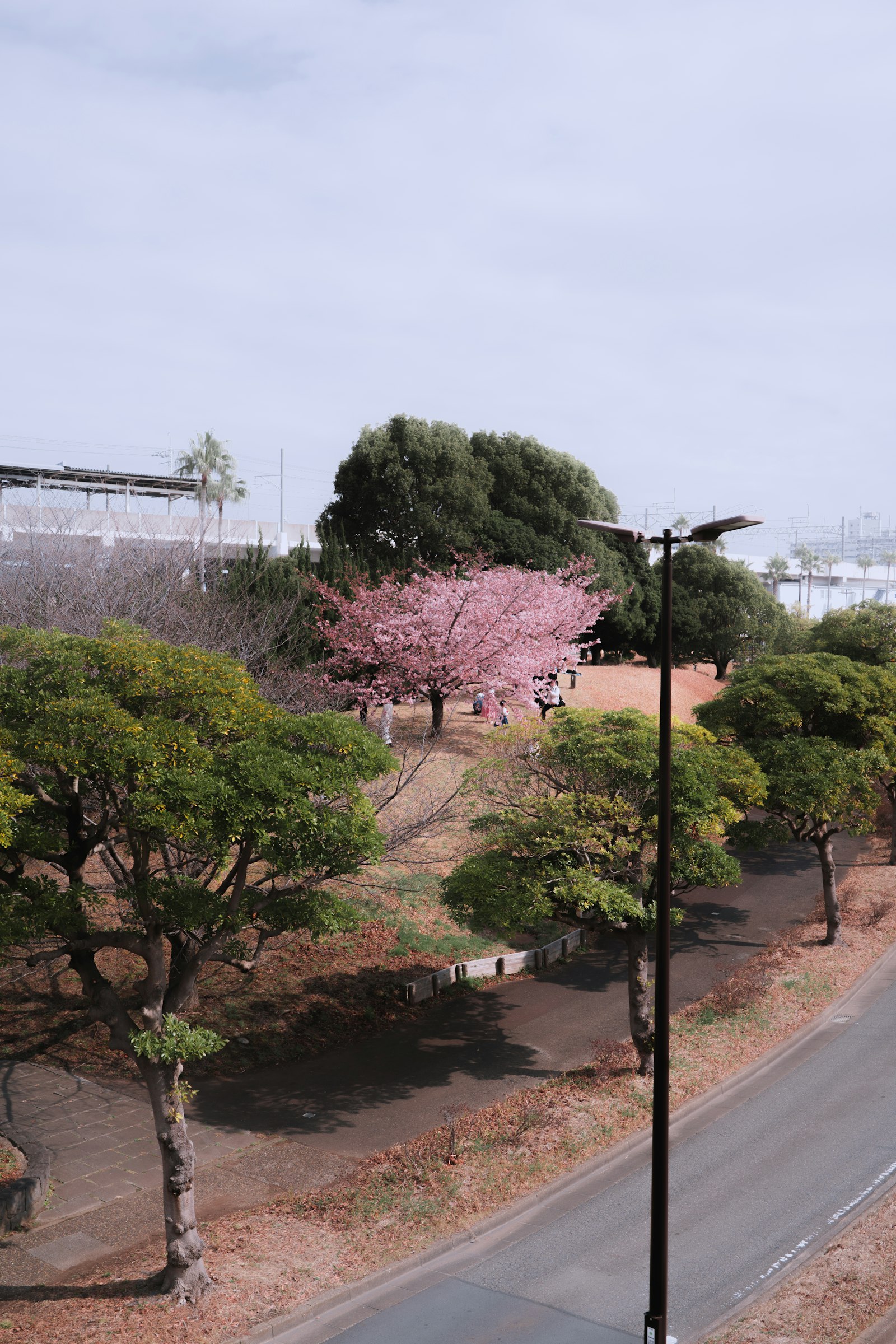 公園に咲く一本の桜
