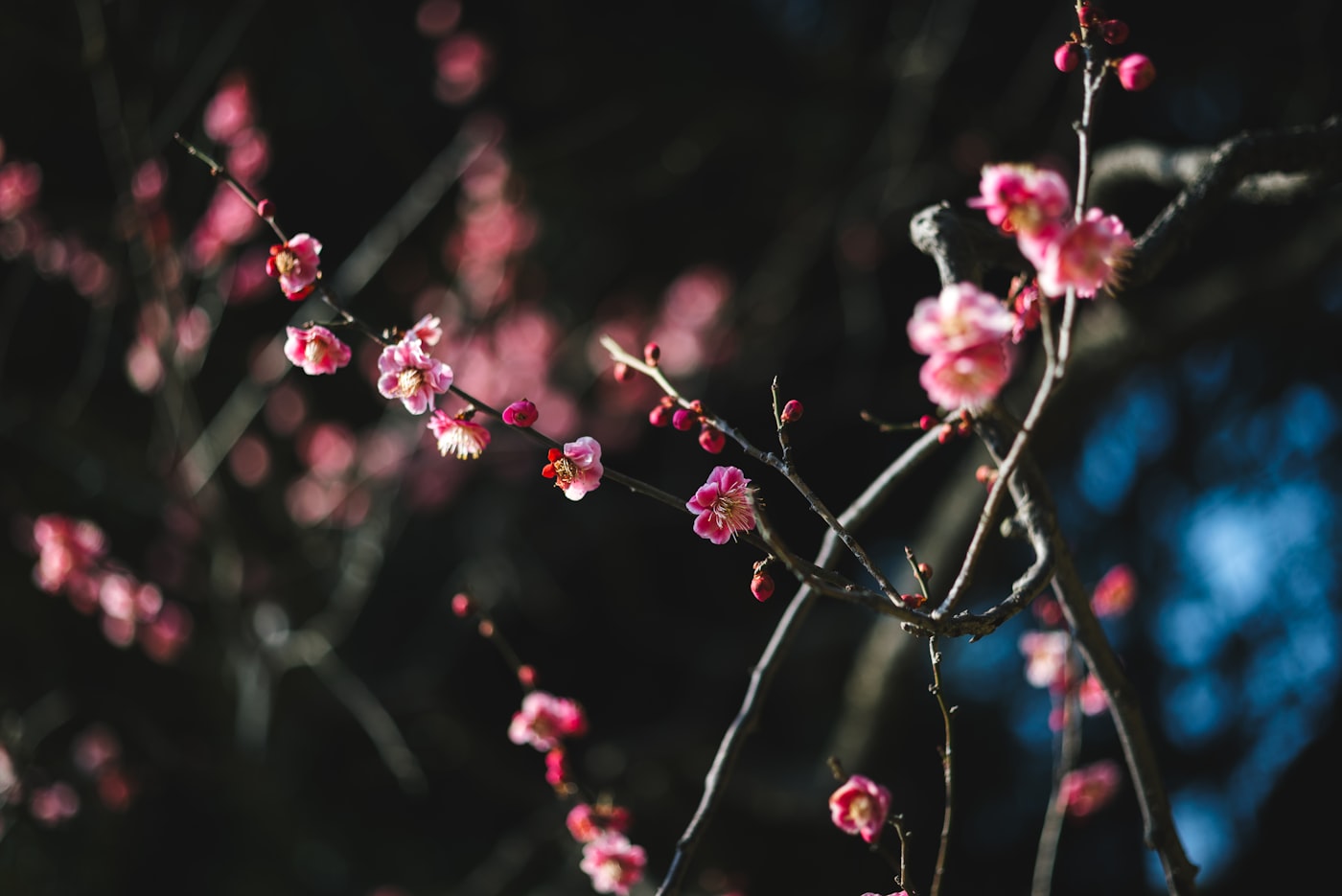 春の梅