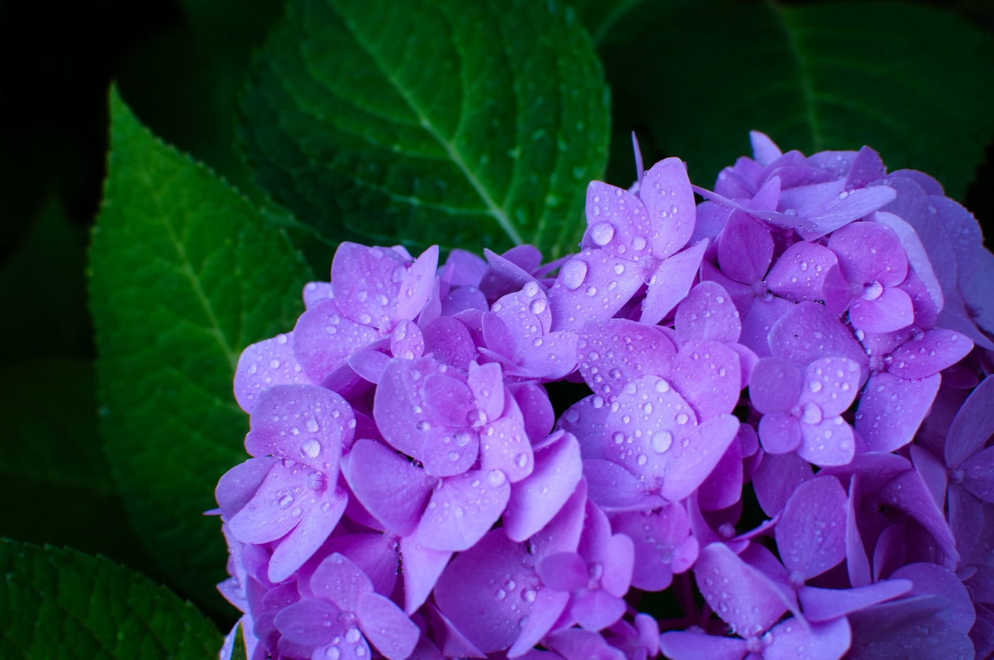雨の紫陽花