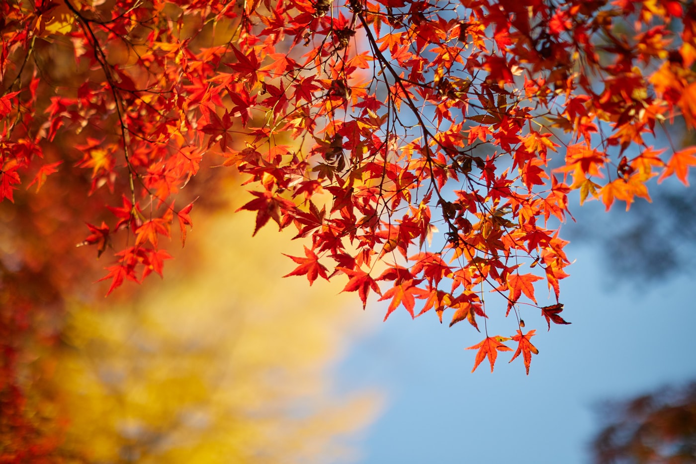 秋の紅葉
