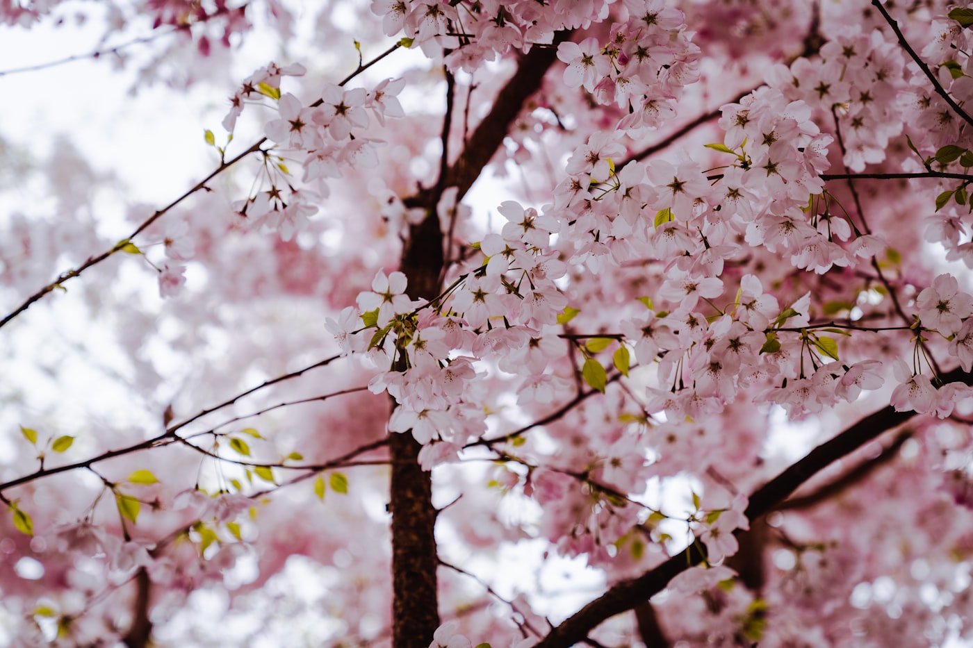 桜の小道