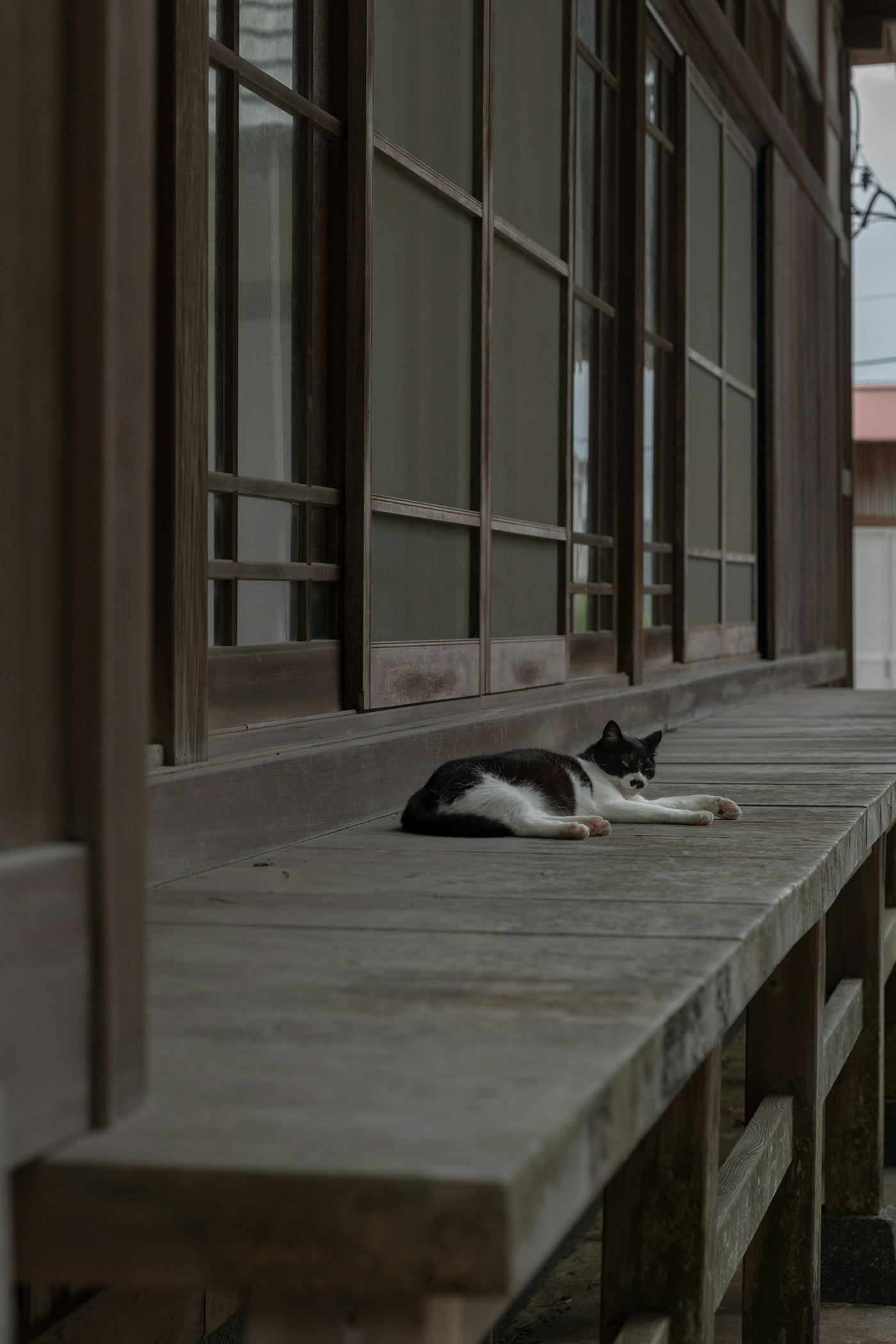 散歩道の猫